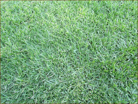 Kikuyu