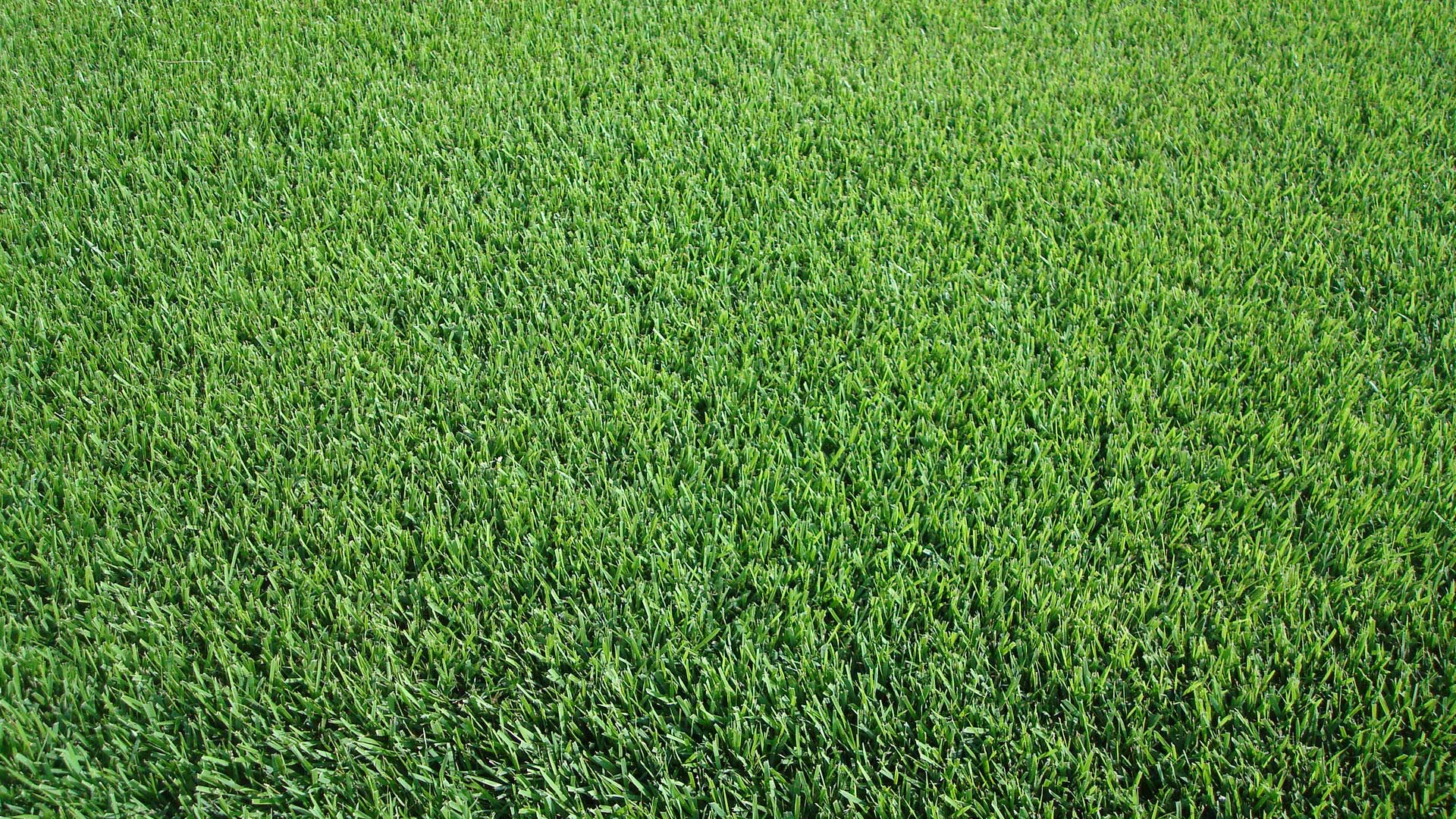 Kikuyu